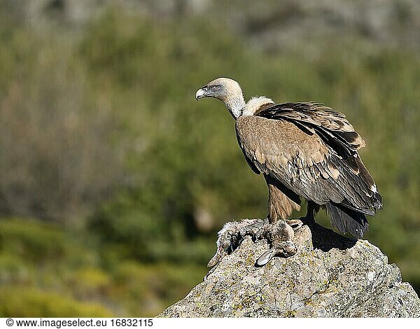 Griffon vulture (Gyps fulvus) with prey  Castilla-La Mancha  Spain  Europe
