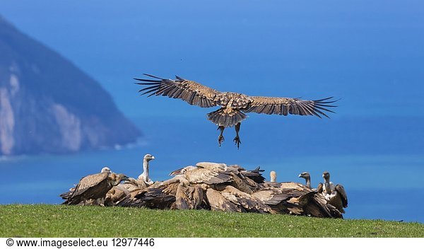 Griffon vultures (Gyps fulvus)  Mount Buciero  Santoña  Cantabria  Spain.