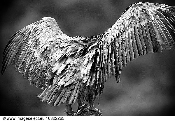 Griffon vultures  gyps fulvus  spread wings  black and white