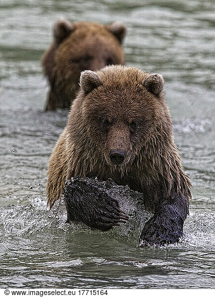 Grizzly Bear Cubs Fishing In River