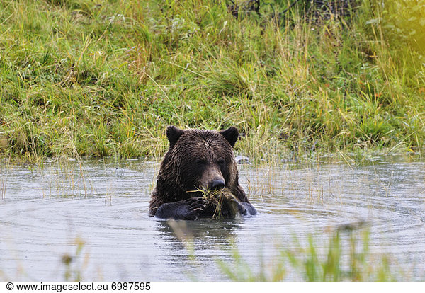 Grizzly Bear  Kenai Wildlife Preserve  Kenai Peninsula  Alaska  USA