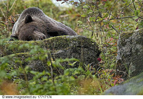 Grizzly Bear Laying On A Rock; Haines Alaska Usa