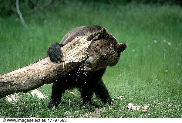 Grizzly Bear (Ursus arctos horribilis) playing with tree trunk  grizzly bear playing with tree trunk  Grizzly Bear
