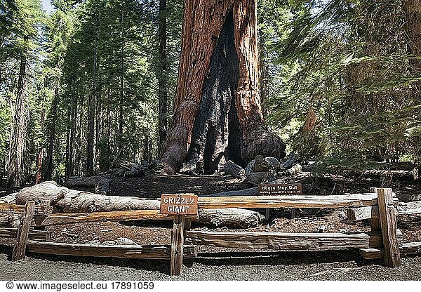 Grizzly Giant  uralter Mammutbaum (Sequoioideae)  Riesenmammutbaum (Sequoiadendron giganteum)  Holzzaun mit Schild  Bitte nicht betreten  Mariposa Grove  Yosemite Nationalpark  Kalifornien  USA  Nordamerika