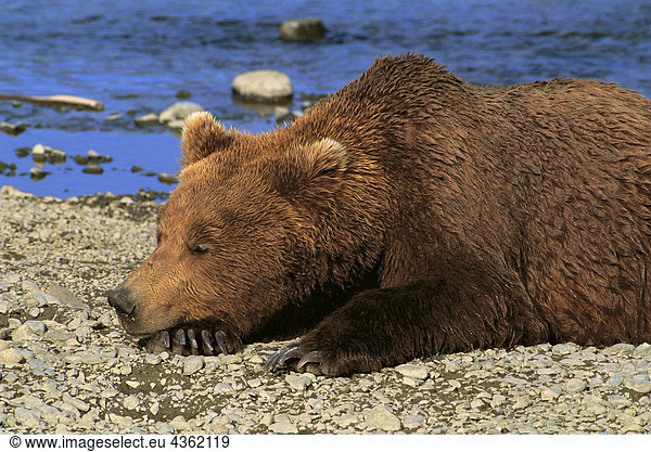 Grizzly schläft Mikfik Creek Spiel McNeil Heiligtum SW AK