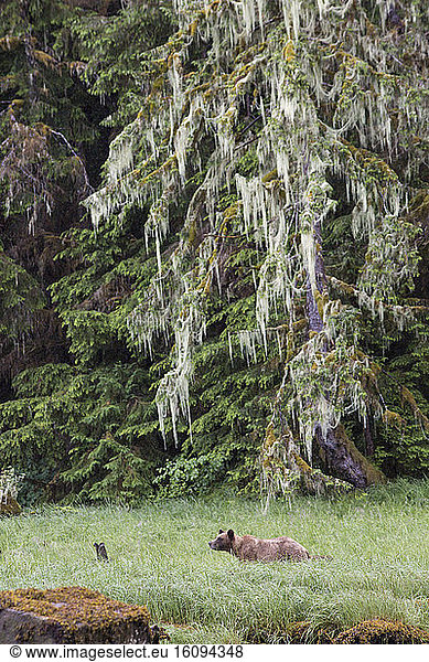 Grizzly (Ursus arctos horribilis) feeding on grass  Khutzeymateen Grizzly Bear Sanctuary  British Columbia  Canada