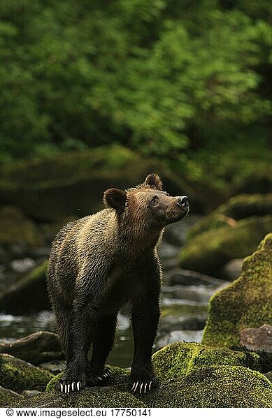 Grizzlybär (Ursus arctos horribilis) erwachsen  stehend auf Felsen am Flussufer im gemäßigten Küstenregenwald  Inside Passage  Küstengebirge  Großer Bärenregenwald  Britisch-Kolumbien  Kanada  August  Nordamerika
