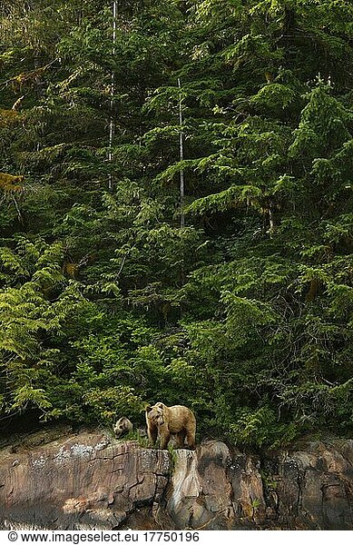 Grizzlybär (Ursus arctos horribilis)  erwachsenes Weibchen und Jungtier  ernährt sich von Seggen im gemäßigten Küstenregenwald-Lebensraum  Inside Passage  Küstengebirge  Großer Bärenregenwald  Britisch-Kolumbien  Kanada  Juli  Nordamerika