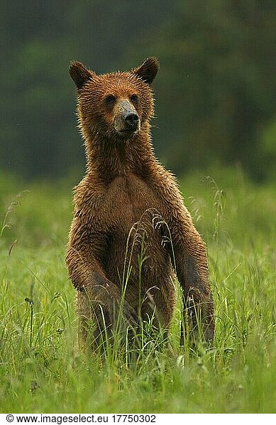Grizzlybär (Ursus arctos horribilis) Jungtier  auf den Hinterbeinen stehend bei der Abholzung des gemäßigten Küstenregenwaldes  Inside Passage  Küstengebirge  Großer Bärenregenwald  Britisch-Kolumbien  Kanada  Juli  Nordamerika