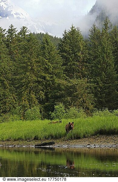 Grizzlybär (Ursus arctos horribilis) zwei Subadulte  am Rande der Flussmündung im gemäßigten Küstenregenwald stehend  Inside Passage  Coast Mountains  Great Bear Rainforest  British Columbia  Kanada  Juli  Nordamerika