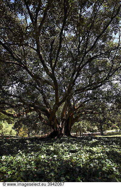 Großblättrige Feige (Ficus macrophylla) Hyde Park  Perth  Western Australia  Australien