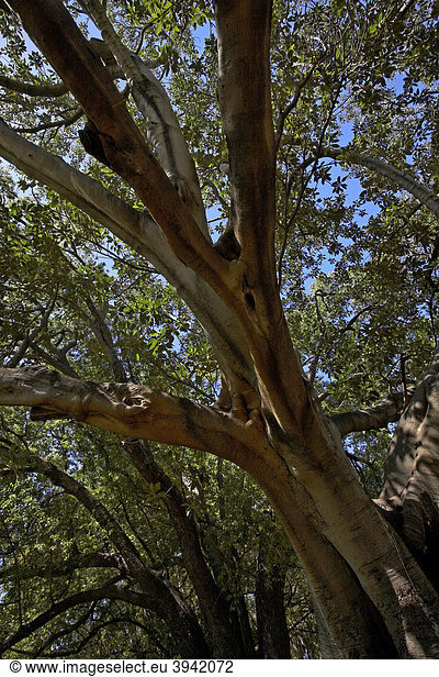 Großblättrige Feige (Ficus macrophylla) Hyde Park Perth Western Australia Australien