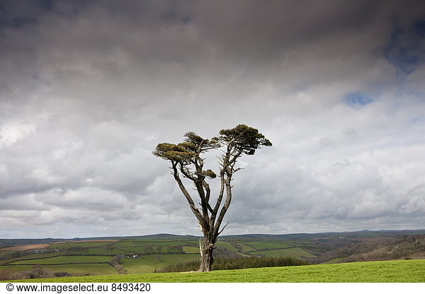 Großbritannien  Kiefer  Pinus sylvestris  Kiefern  Föhren  Pinie  Einsamkeit  Cornwall  England  Moor
