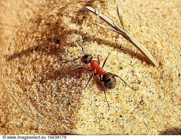 Große Ameise krabbelt auf gelbem Sand  Nahaufnahme. Lat. Formicidae. Selektiver Fokus.