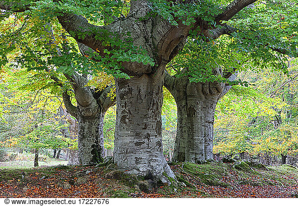 Große Bäume im Naturpark Gorbea