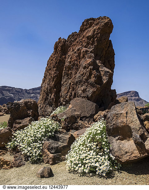 Große Felsen und weiße und gelbe Gänseblümchen  die auf der Oberfläche des Vulkans Teide wachsen  dem dritthöchsten vulkanischen Bauwerk der Welt  Teneriffa  Kanarische Inseln  Spanien