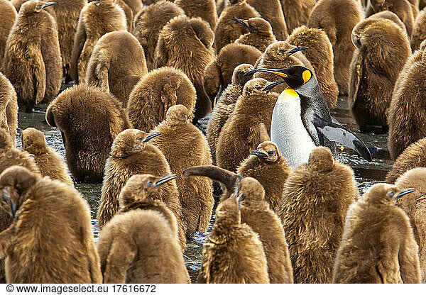 Große Gruppe junger Königspinguine  Oakum-Jungen und ein einzelnes erwachsenes Tier.