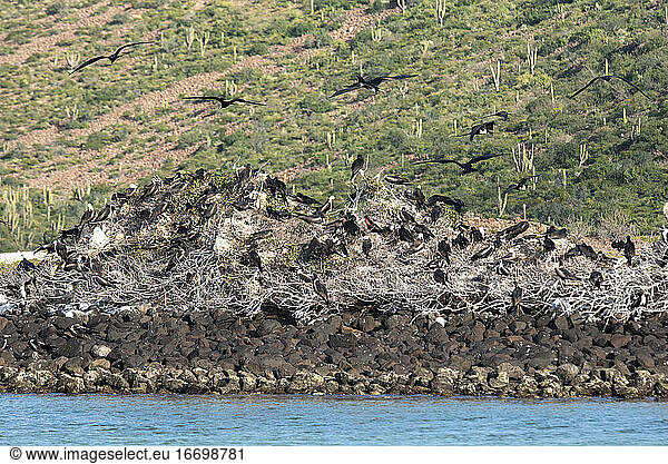 Große Gruppe nistender Fregattvögel auf der Insel Espiritu Santo.
