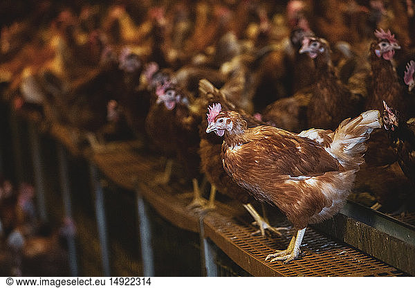 Große Herde brauner Hühner in einem Hühnerstall auf einem Bauernhof.
