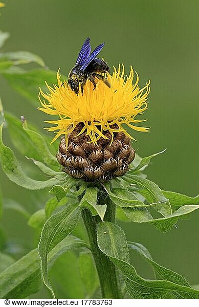 Große Holzbiene (Xylocopa violacea)  Rheinland-Pfalz  Europa  Blaue Holzbiene  Biene  Bienen  Deutschland  Europa
