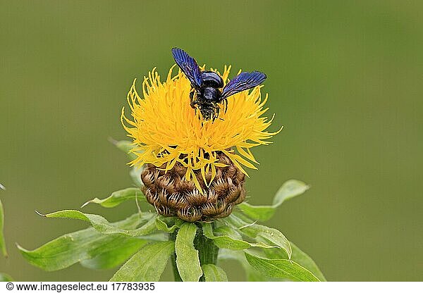 Große Holzbiene (Xylocopa violacea)  Rheinland-Pfalz  Europa  Blaue Holzbiene  Biene  Bienen  Deutschland  Europa