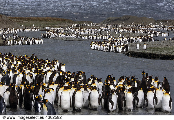 Große Kolonie von King Pinguinen w/Bast Boys entlang unten Berg Südgeorgien Insel Antarktis