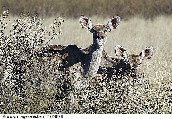 Große Kudus (Tragelaphus strepsiceros)  zwei erwachsene Weibchen auf Nahrungssuche im Gebüsch  Blickkontakt  Savanne  Mahango Core Area  Bwabwata National Park  Kavango East  Caprivi Strip  Namibia  Afrika