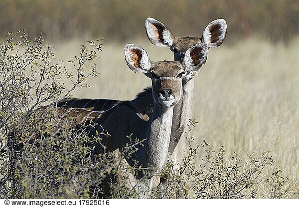 Große Kudus (Tragelaphus strepsiceros)  zwei erwachsene Weibchen im Gebüsch stehend  Blickkontakt  Tierportrait  Savanne  Mahango Core Area  Bwabwata National Park  Kavango Ost  Caprivi-Streifen  Namibia  Afrika