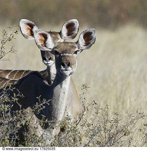 Große Kudus (Tragelaphus strepsiceros)  zwei erwachsene Weibchen im Gebüsch stehend  Blickkontakt  Tierportrait  Savanne  Mahango Core Area  Bwabwata National Park  Kavango Ost  Caprivi-Streifen  Namibia  Afrika