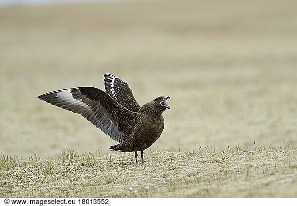 Große Raubmöwe  Große Raubmöwen (Stercorarius skua) Raubmöwe  Raubmöwen  Möwen  Tiere  Vögel  Great Skua adult  calling  with wings raised  standing in breeding terri