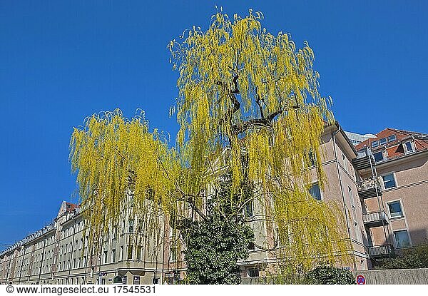 Große Trauerweide (Salix x sepulcralis) mit Kletterhortensie (hydrangea petiolaris)  München  Bayern  Deutschland  Europa