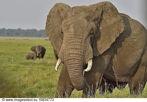 Großer afrikanischer Elefant in der Savanne