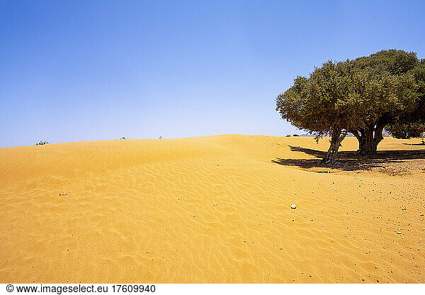 Großer Baum auf goldenem  trockenem Boden in der Wüste der Region Sous-Massa  Marokko; Sous-Massa  Marokko