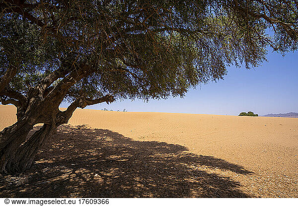 Großer Baum und Schatten auf dem trockenen Boden in der Wüste der Region Sous-Massa  Marokko; Sous-Massa  Marokko