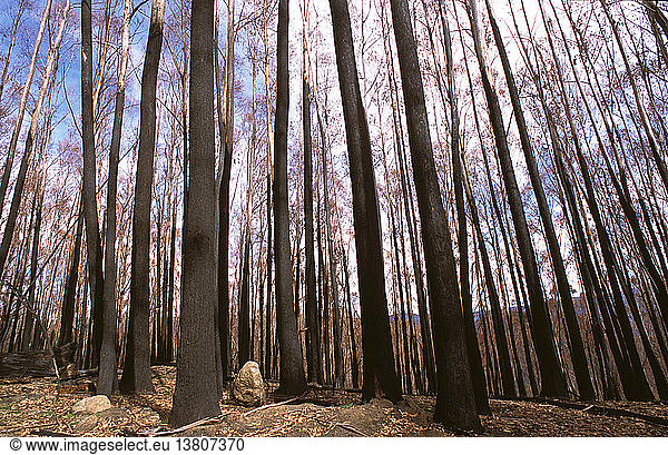 Großer Bestand von Eberesche  Eucalyptus regnans  bei Buschbränden verwüstet  Alpine National Park  Victoria  Australien