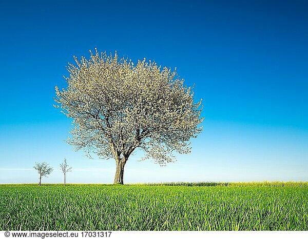 Großer blühender Kirschbaum im Frühling grünes Feld blauer Himmel Burgenlandkreis Deutschland Europa