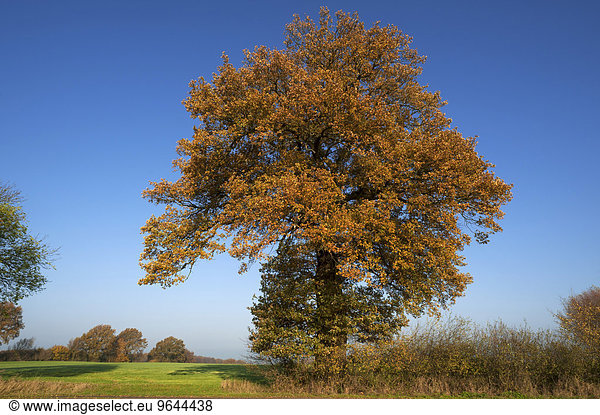 Großer Eichenbaum (Quercus) im Herbstlaub gegen blauen Himmel Mecklenburg-Vorpommern Deutschland Europa
