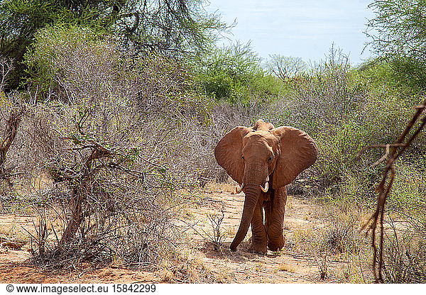 Großer Elefant steht in der Savanne  Kenia  auf Safari