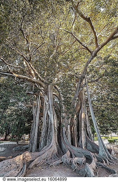Großer Ficus macrophylla-Baum  gemeinhin als Moreton Bay-Feige bekannt  im Giardino Garibaldi-Park von Palermo  der Hauptstadt der autonomen Region Sizilien.