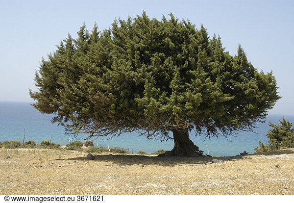 Großer frei stehender Wachholder Baum mit blauem Meer bei Kefalos Insel Kos Griechenland