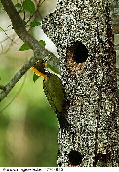 Großer Gelbflossen-Gelbflossen (Picus flavinucha lylei)  erwachsenes Männchen  am Nestloch am Baumstamm festhaltend  Kaeng Krachan N. P. Thailand  Mai