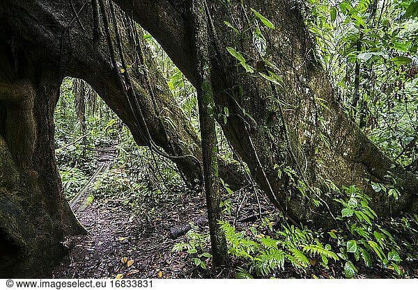 Großer Kaypok-Baum im Amazonas-Regenwald  Coca  Ecuador  Südamerika