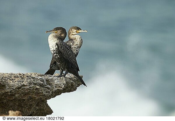 Großer Kormoran (Phalacrocorax carbo maroccanus) zwei Erwachsene  auf Felsen stehend  Bucht von Dakhla  Westsahara  Dezember  Afrika