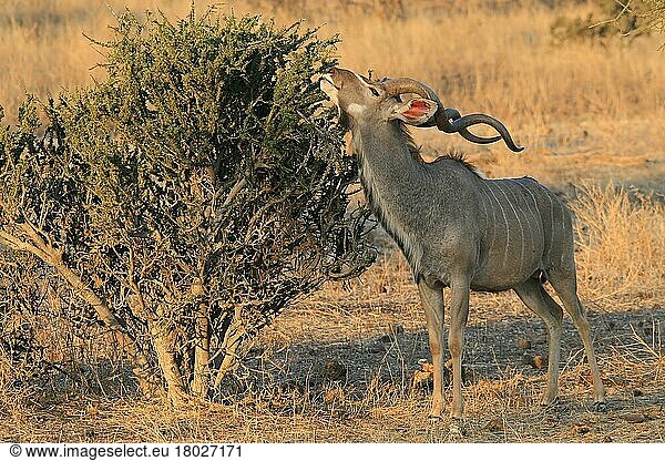 Großer Kudu  Große Kudus  Antilopen  Huftiere  Paarhufer  Säugetiere  Tiere  Male Greater Kudu grazing