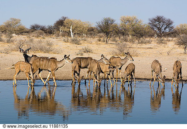 Großer Kudu (Tragelaphus strepsiceros) am Wasserloch Kalahari Botswana Afrika