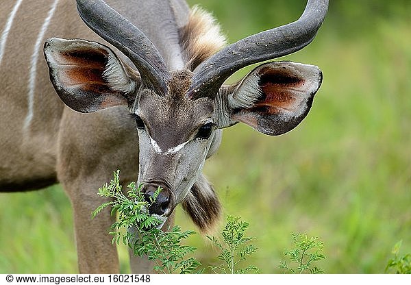 Großer Kudu (Tragelaphus strepsiceros) bei der Nahrungssuche (grasend). Westliche Ufer. iSimangaliso Wetland Park. KwaZulu Natal. Süd Afrika.