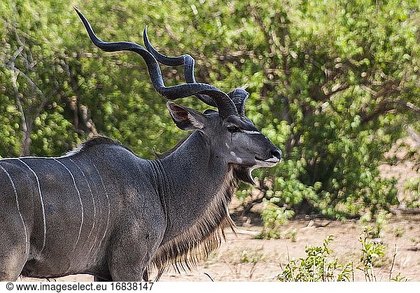 Großer Kudu (Tragelaphus strepsiceros). Chobe-Nationalpark  Botsuana  Afrika.