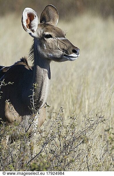Großer Kudu (Tragelaphus strepsiceros)  erwachsenes Weibchen hinter den Büschen stehend  Blickkontakt  Tierportrait  Savanne  Mahango Core Area  Bwabwata National Park  Kavango Ost  Caprivi-Streifen  Namibia  Afrika