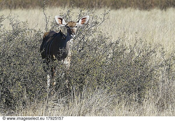 Großer Kudu (Tragelaphus strepsiceros)  erwachsenes Weibchen im Gebüsch stehend  Blickkontakt  Savanne  Mahango Core Area  Bwabwata National Park  Kavango East  Caprivi Strip  Namibia  Afrika