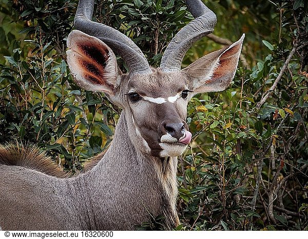 Großer Kudu (Tragelaphus strepsiceros)  männlich. Mpumalanga. Süd Afrika.